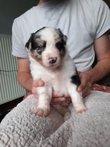 Cindy Moisi - Chiots disponibles - Berger Australien